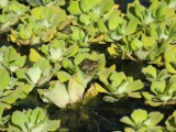 Виннипег Ассинибоин парк зелёная царевна лягушка