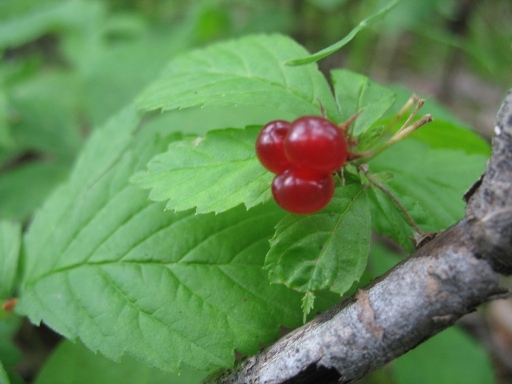 Манитоба - Костяника Manitoba - Rubus saxatilis or Stone Bramble