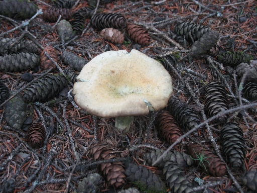 Манитоба - шишки и поганки, Manitoba - conifer cone and toadstool