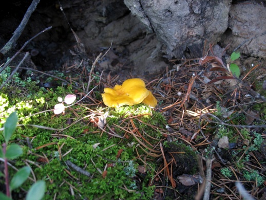 грибы лисички mushrooms chanterelle
