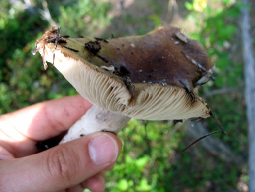 гриб груздь milk mushroom