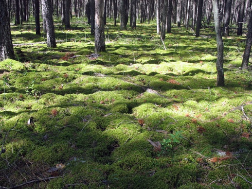 лес зарос мхом moss-grown forest