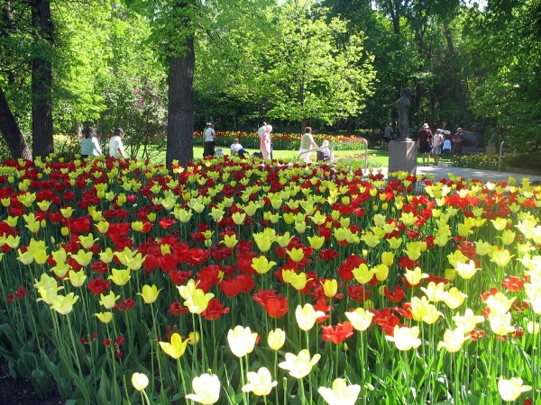 фотографии Виннипега, Виннипег, Ассинибоин парк, тюльпаны. Assiniboine park, Winnipeg, tulips