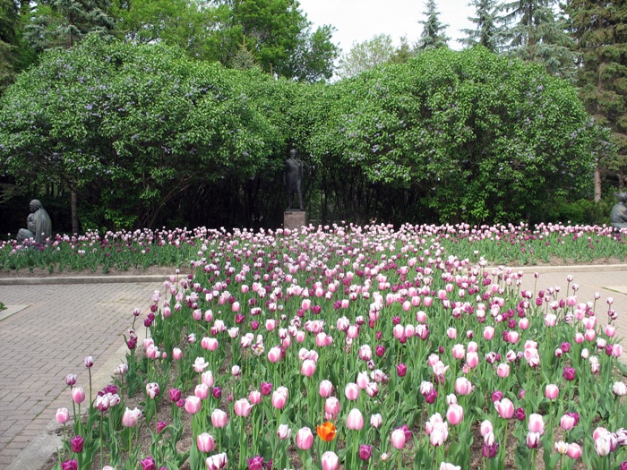 Виннипег погода в Виннипеге весной Ассинибоин парк тюльпаны Шевченко