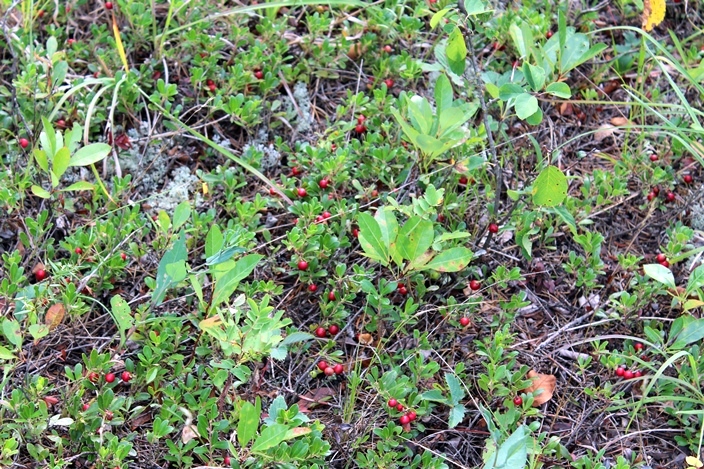 Манитоба лес грибы брусника Manitoba forest vaccinium vitis-idaea lingonberry or cowberry