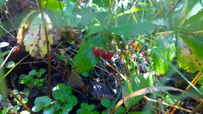 Земляника в Канаде Манитобе рядом с Виннипегом Fragaria Wild strawberries Manitoba Canada