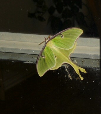 http://chestyle.com/pictures/story/usa_2_1_luna_moth.jpg
