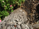 ladybird ladybug