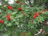 rowan berries mountain ash sorbus