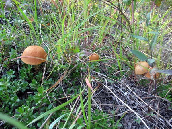 Подосиновик, Виннипег где-то рядом, Манитоба. Boletus aurantiacus mushroom, Manitoba