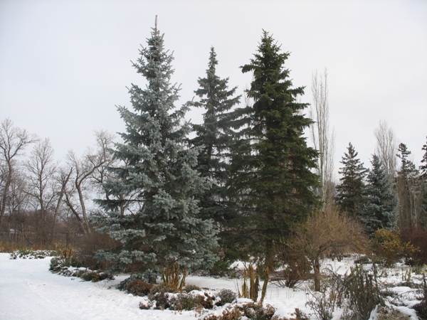 погода в Виннпеге, зима в Виннипеге, Ассинибоин, Winnipeg, Lanark, winter, Аssiniboine