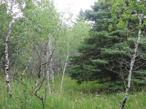 Манитоба - лес и берёзы. Manitoba - forest birch