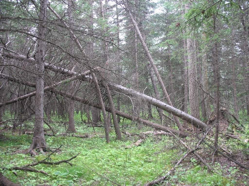 Манитоба - поваленные деревья Manitoba - forest