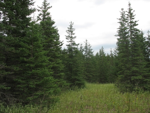 Манитоба - ель, Manitoba - spruce
