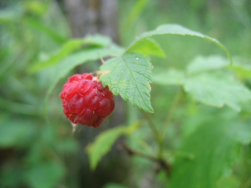 Манитоба - лесная малина Manitoba - Rubus idaeus or Raspberry