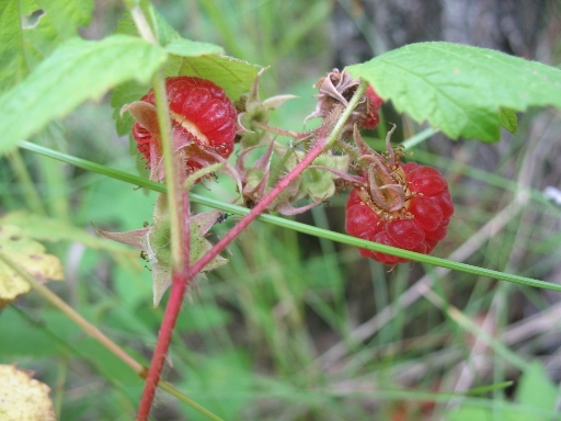 Манитоба - лесная малина Manitoba - Rubus idaeus or Raspberry