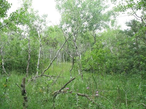 Манитоба - лес и берёзы. Manitoba - forest birch