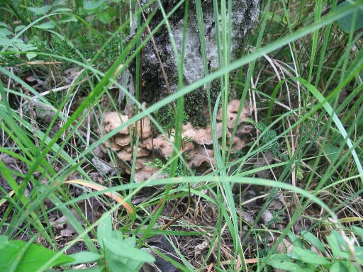 Манитоба - лес и поганки. Manitoba - forest toadstool