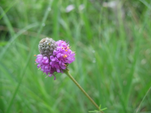 Манитоба - непонятный цветок Manitoba - flower