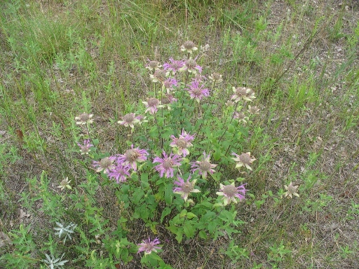 Манитоба - неизвестные цветы Manitoba - flowers