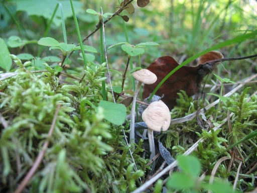 Штейнбах лес поганки Steinbach forest toadstool
