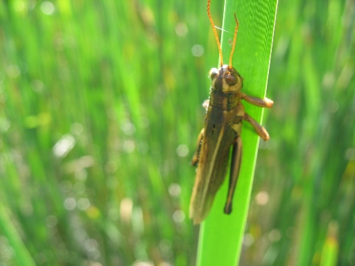 Штейнбах лес кузнечик Steinbach forest grasshopper