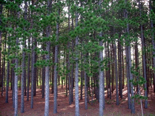 хвойный лес coniferous forest