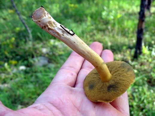 гриб моховик mossiness mushroom