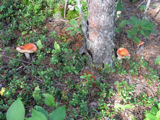 грибы сыроежки mushrooms russule