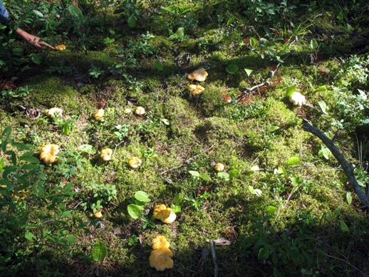 грибы лисички mushrooms chanterelle