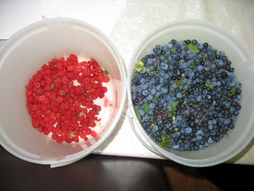 малина и черника raspberries and bilberry