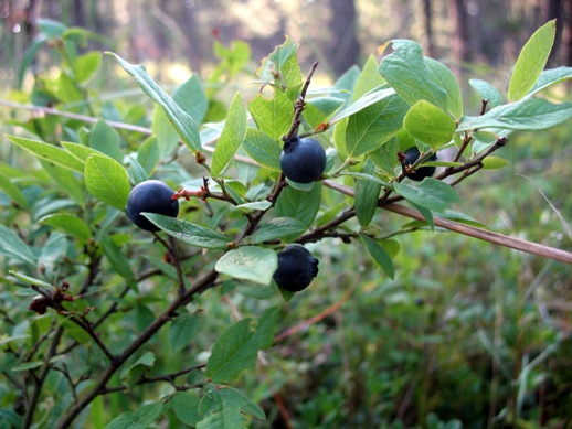 черника bilberry