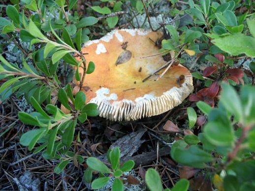 грибы сыроежки mushrooms russule