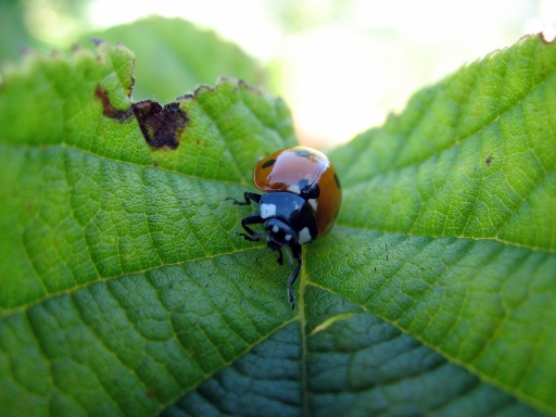 Парк Штефенфилд, божья коровка - Stephenfield Provincial Park, ladybug