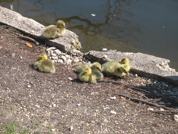 фотографии Виннипега, погода и весна, Ассинибоин парк. Утки. Ducks. Assiniboine park, Winnipeg