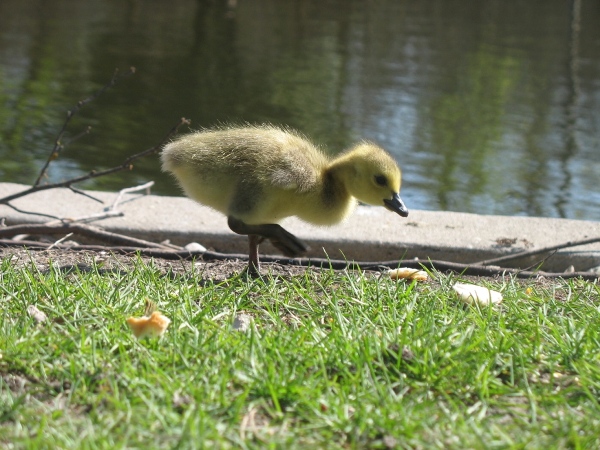 фотографии Виннипега, погода и весна, Ассинибоин парк. Утёнок. Duck. Assiniboine park, Winnipeg