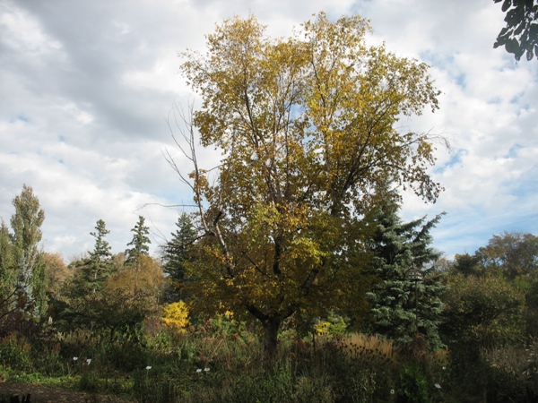 фотографии Виннипега, Виннипег, Ассинибойн парк, осень. Аssiniboine Park, Winnipeg, autumn