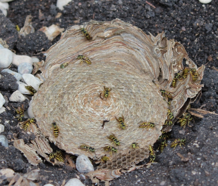 Как убрать пчелиное или осиное гнездо How to remove a bee's / wasp's nest