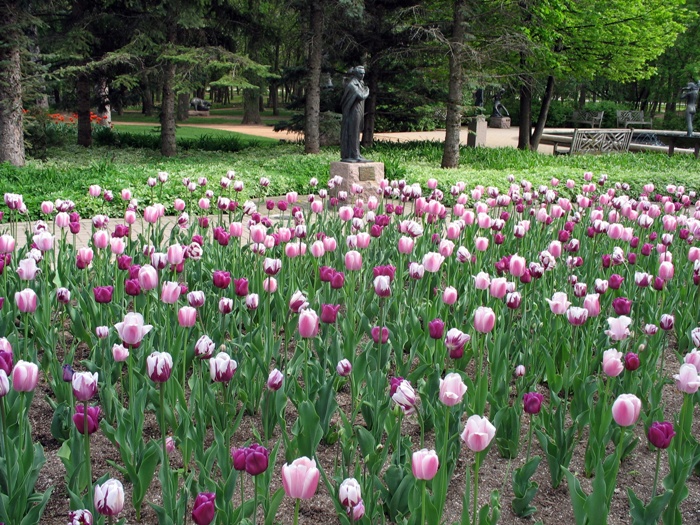 Виннипег погода в Виннипеге весной Ассинибоин парк тюльпаны Шевченко