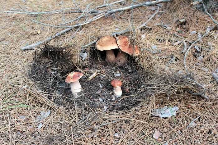 белый гриб боровик Манитоба, Канада - лес рядом с озером Виннипег