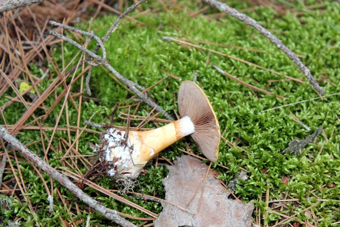 где собирать грибы в Манитобе, Канада - лес рядом с озером Виннипег