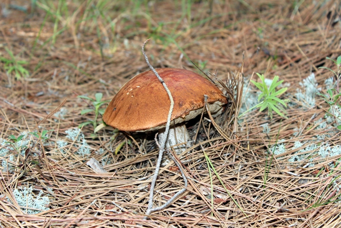 белый гриб боровик Манитоба, Канада - лес рядом с озером Виннипег