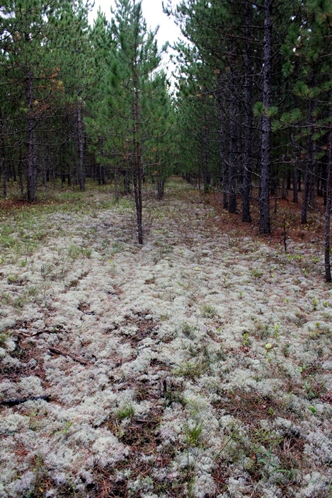 Манитоба лес грибы Manitoba forest mushrooms