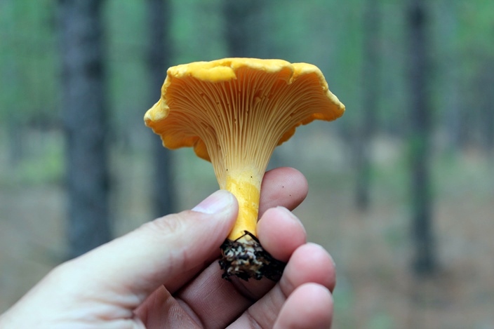 Манитоба лес грибы лисички Manitoba forest mushrooms chanterelle