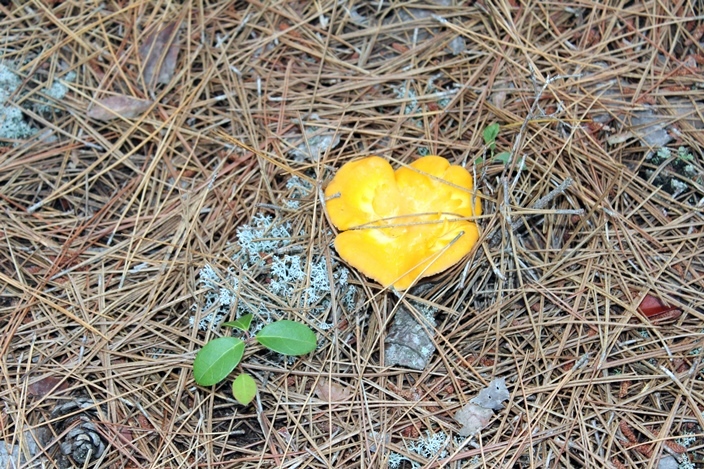 Манитоба лес грибы лисички Manitoba forest mushrooms chanterelle