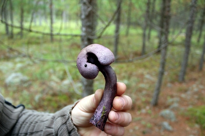Манитоба лес грибы поганка Manitoba forest mushrooms