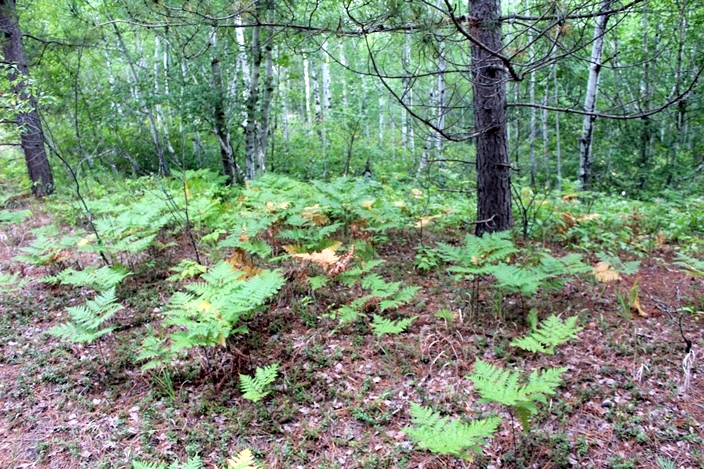 Манитоба лес грибы папортотник Manitoba forest fern