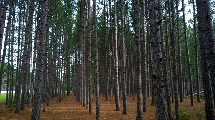 Манитоба лес