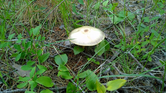 Манитоба грибы неизвестные