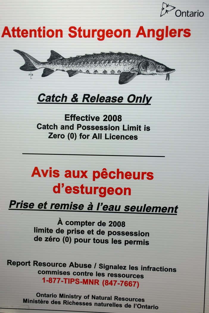 правила ловли рыбы осетр в Онтарио в Канаде Sturgeon Anglers